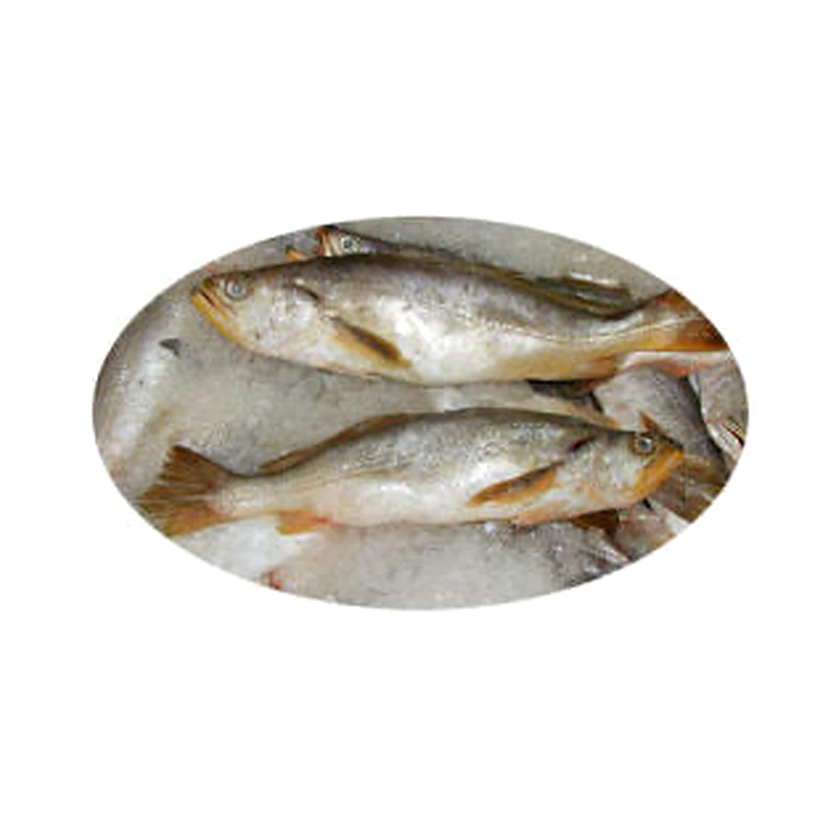 Bangamary Fish - 2 Lb