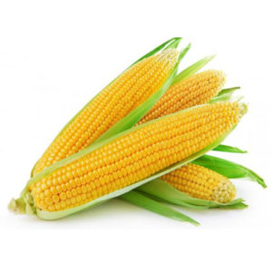 SWEET CORN (LOCAL) - 1 Lb